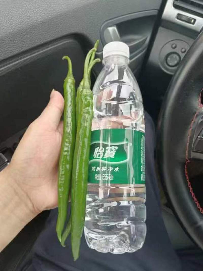 三号线椒，8号线椒，罗丝椒