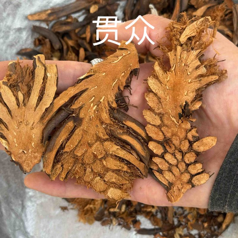 贯众绵马贯众绵贯众实物拍摄发货如图保庆药业