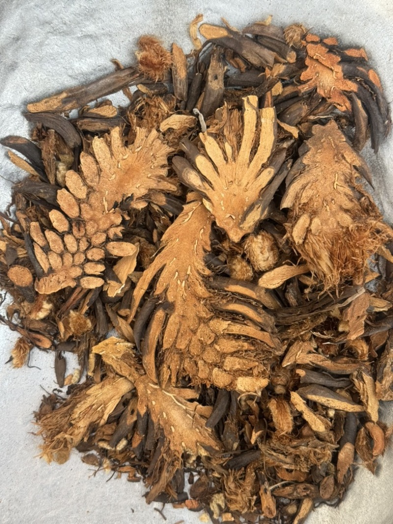 贯众绵马贯众绵贯众实物拍摄发货如图保庆药业