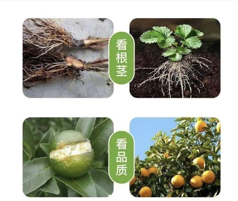 大量元素水溶肥料平衡高磷高钾高氮冲施肥大量元素水溶肥
