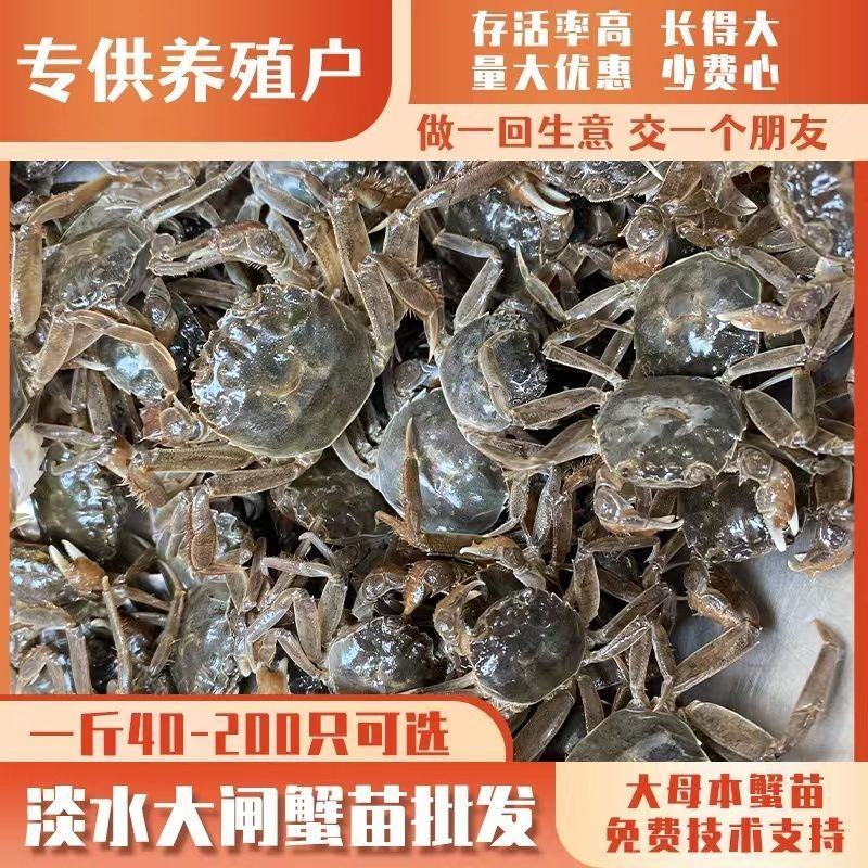 蟹苗大闸蟹苗规格齐全基地供应提供技术指导全国发货