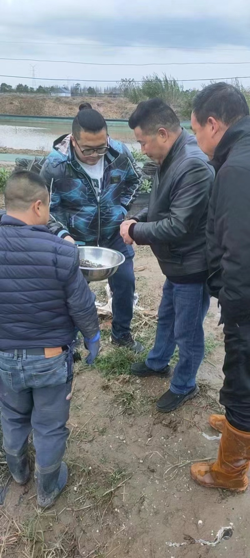 蟹苗大闸蟹苗规格齐全基地供应提供技术指导全国发货
