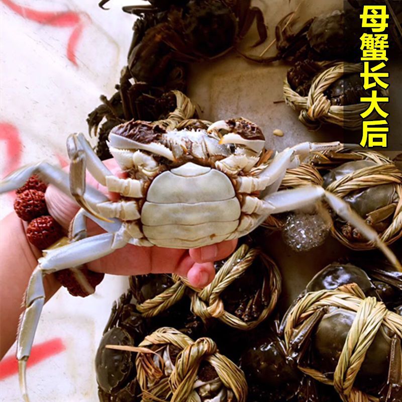 蟹苗大闸蟹苗规格齐全基地供应提供技术指导全国发货