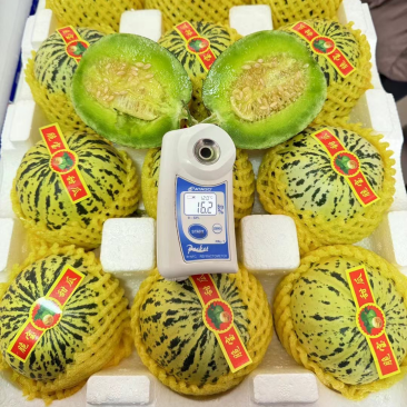聊城产地花美人甜瓜花蕾甜瓜糖度高、口感好、专业供应