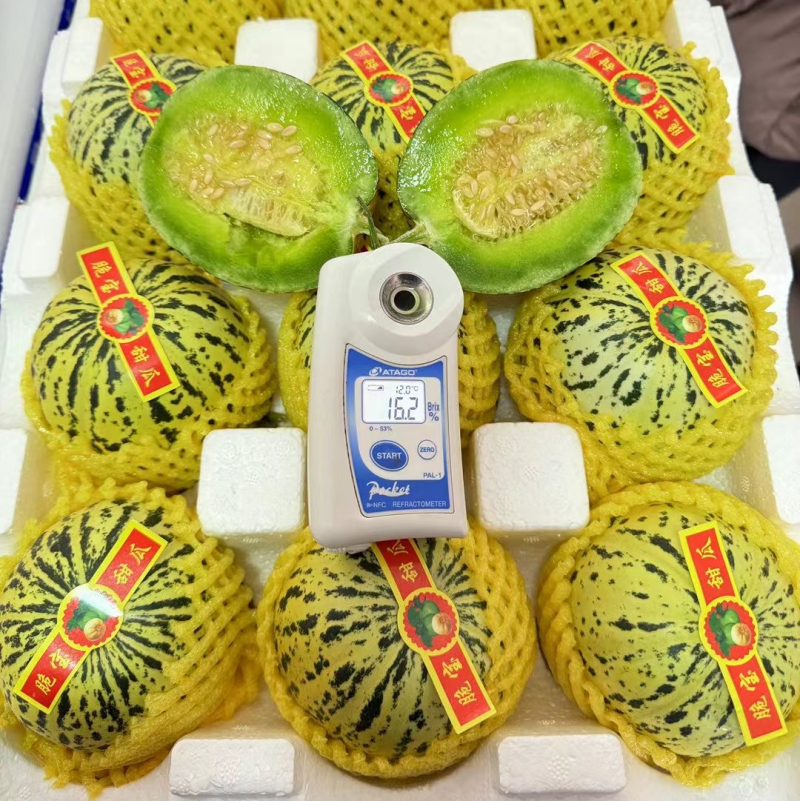 聊城产地花美人甜瓜花蕾甜瓜糖度高、口感好、专业供应