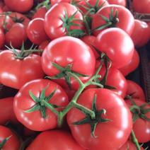 精品西红柿正在装车，产地直发，质量保证，欢迎采购