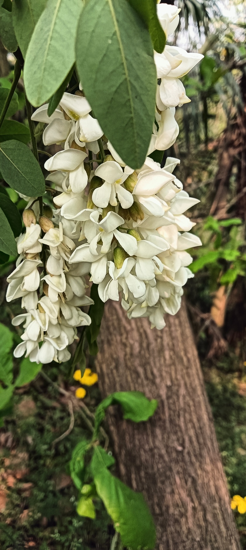 杨槐花