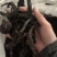 紫草保庆药业批发紫草实物拍摄发货如图通货