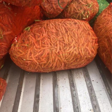 金堂大白豌豆荚，大量现货