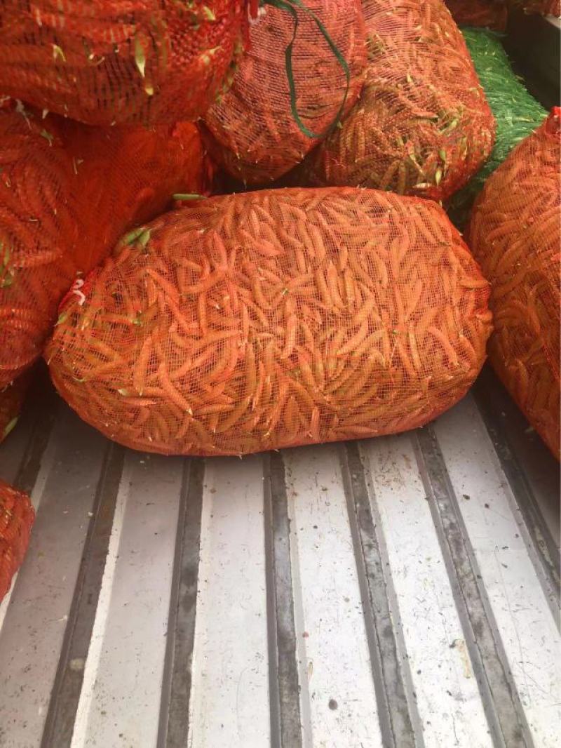 金堂大白豌豆荚，大量现货