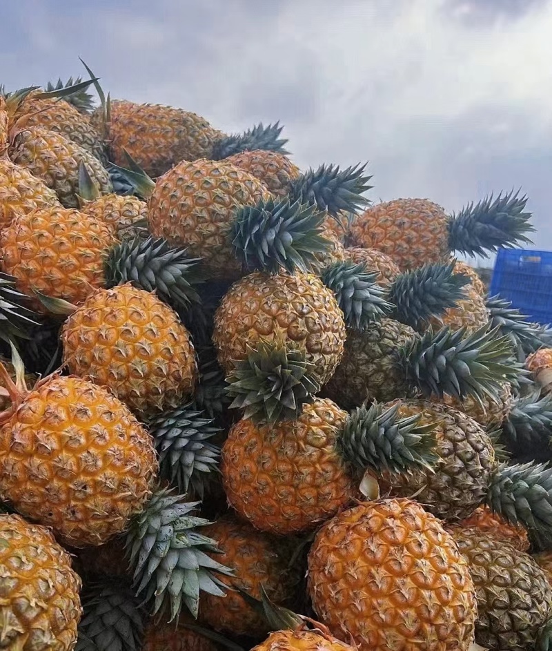 芒果凤梨一手货源批发商