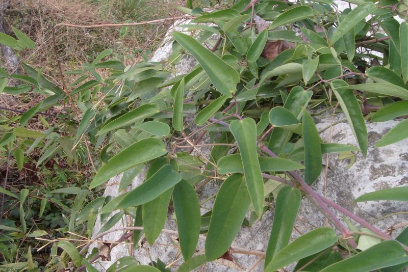 威灵仙草，百条根、老虎须、铁扫帚野生生长，鲜货干货