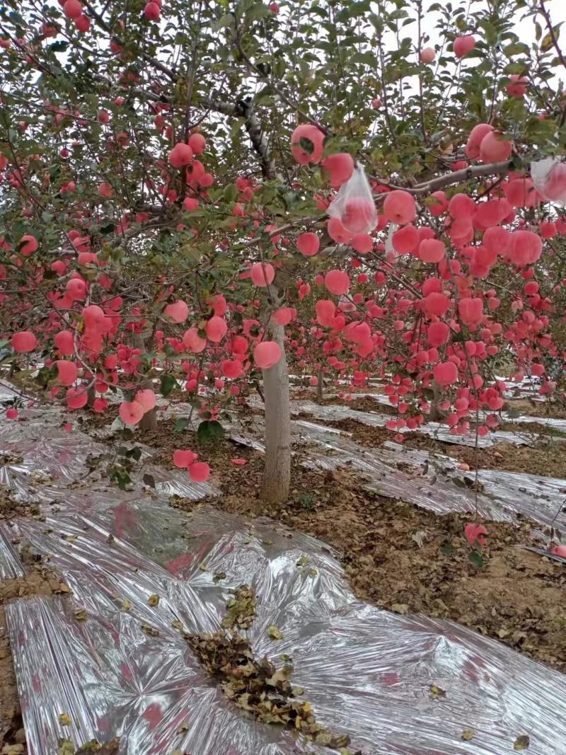 红富士苹果产地行情，山东红富士苹果，红富士苹果批发