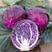 紫甘蓝苗提供种植技术抗病性好产量高适合全国种植