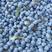 山东蓝莓产地大量现货供应，山东蓝莓基地，蓝莓产地价格