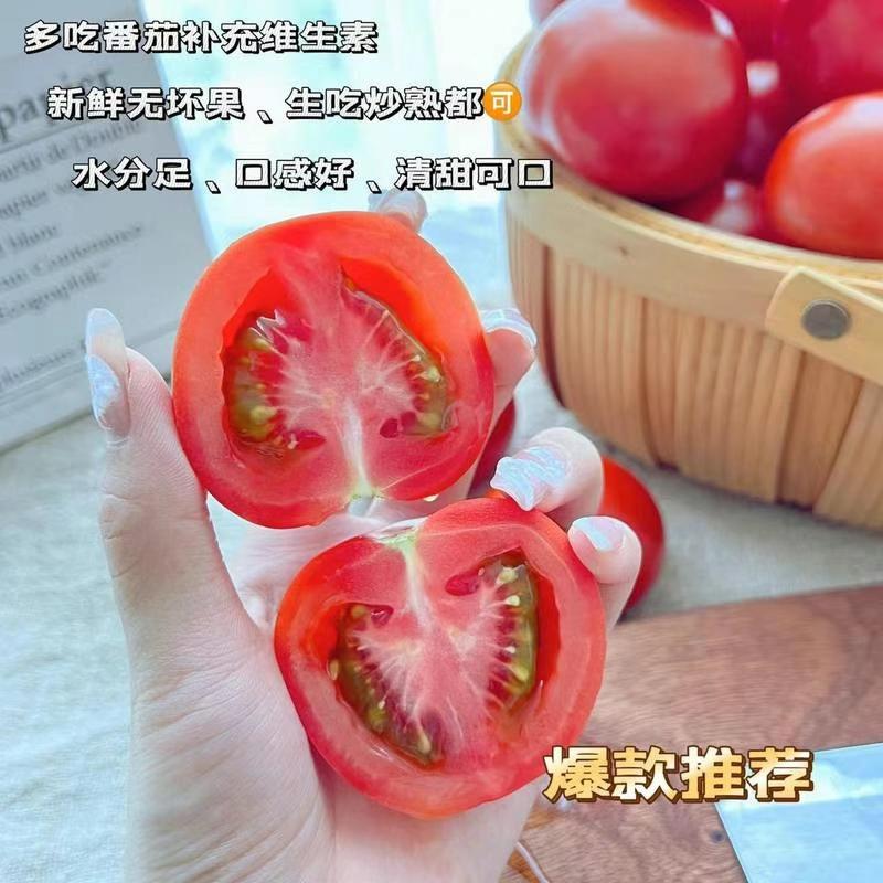 常年出售，各种西红柿苗普罗旺斯等品种包成活带土发货