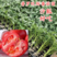常年出售，各种西红柿苗普罗旺斯等品种包成活带土发货
