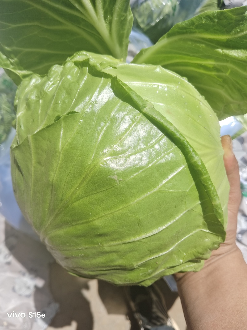 精品甘蓝大量上市，颜色绿，个头均匀，一手货源产地直发