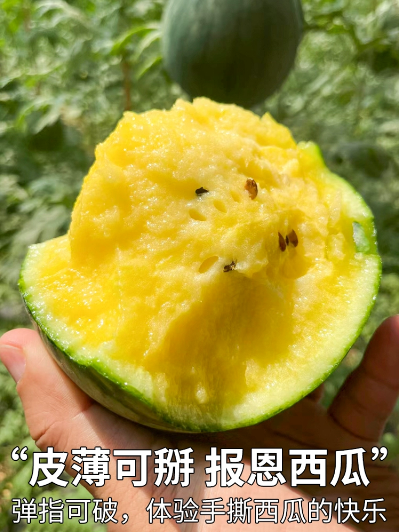 江苏东台特小凤西瓜个头均匀甜度高/产地直发/保质保量