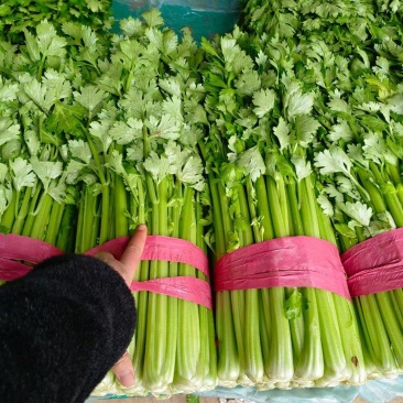 精品芹菜大量上市颜色绿，适合电商社区团购需要联系我