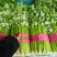 精品芹菜大量上市颜色绿，适合电商社区团购需要联系我