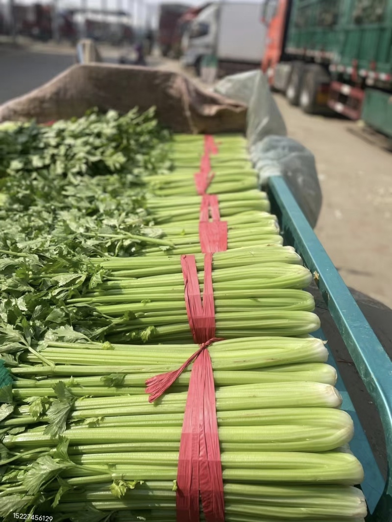 精品芹菜大量上市颜色绿，适合电商社区团购需要联系我