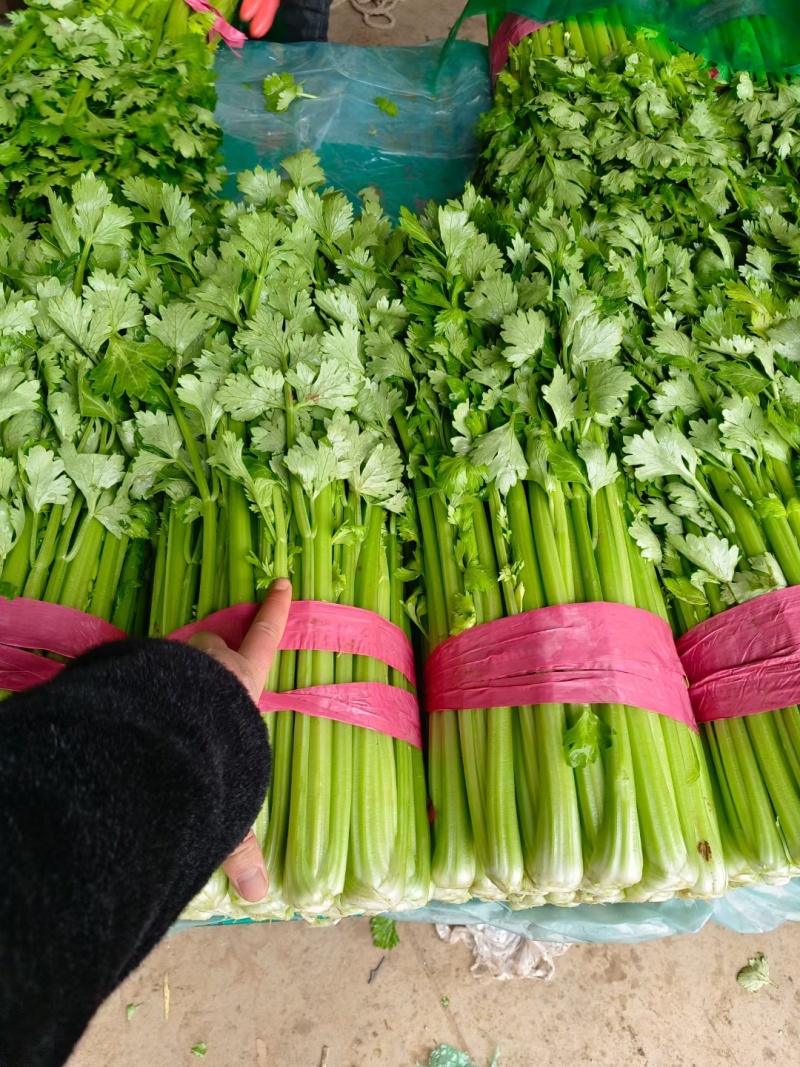 精品芹菜大量上市颜色绿，适合电商社区团购需要联系我