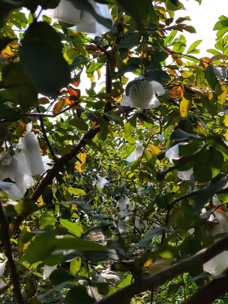 万顷沙珍珠番石榴、珍珠芭乐，口感松脆香甜。