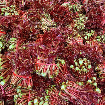 ［推荐］山西新鲜红油香椿芽色泽漂亮产地直发品质保证