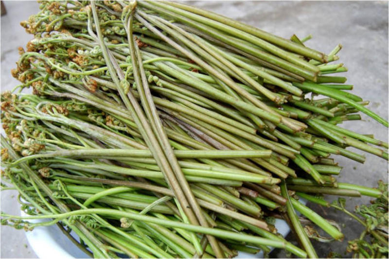 高山野生蕨菜龙爪菜，大量供应每天一两吨，