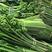高山野生蕨菜龙爪菜，大量供应每天一两吨，