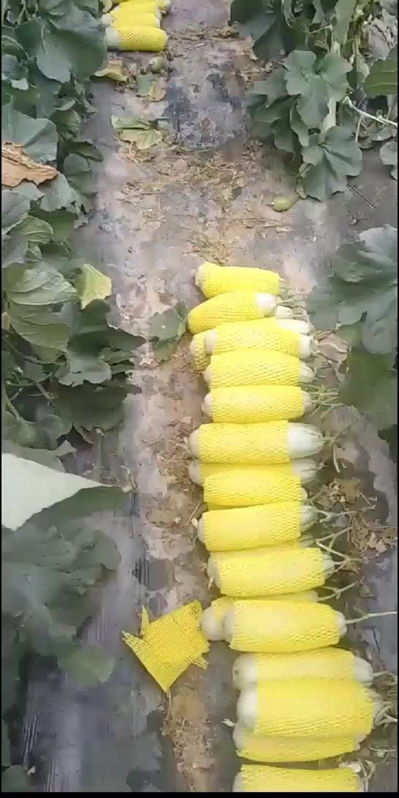 山东2K西瓜.小糖丸西瓜.货源充足，产地直发