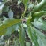 紫背菜、血皮菜、高山菜、绿色蔬菜