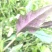 紫背菜、血皮菜、高山菜、绿色蔬菜