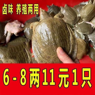 6-8两小甲鱼，烧烤甲鱼卤甲鱼摆摊必备鲜活发货