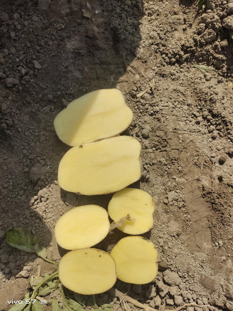 【土豆】黄心土豆原产地发货，现挖现发欢迎全国各地老板合作