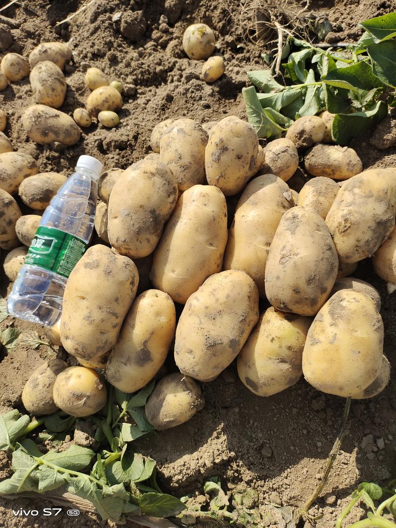 【土豆】黄心土豆原产地发货，现挖现发欢迎全国各地老板合作