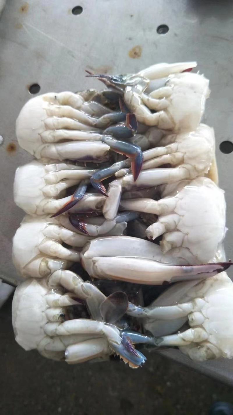 切蟹，价格便宜，品质保证，货源充足，欢迎咨询