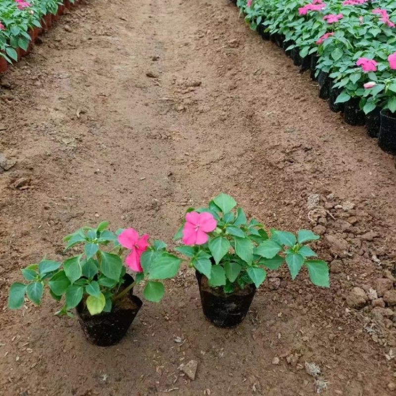 非洲凤仙，基地直发，一手货源，大量供应100万棵