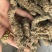 生地黄生地黄个生地黄片实物拍摄发货如图保庆药业