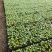 非洲凤仙穴盘苗，128穴，基地直发，大量供应