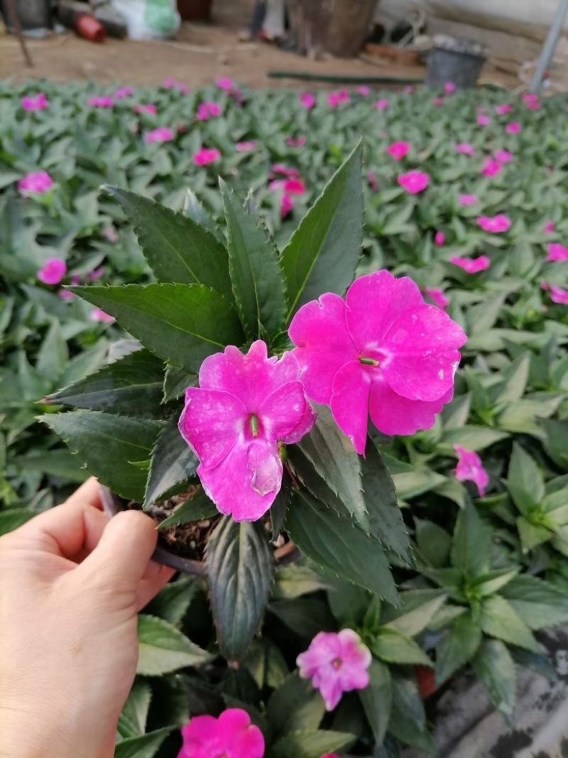 **凤仙，大杯苗，一手货源，基地直发，大量供应