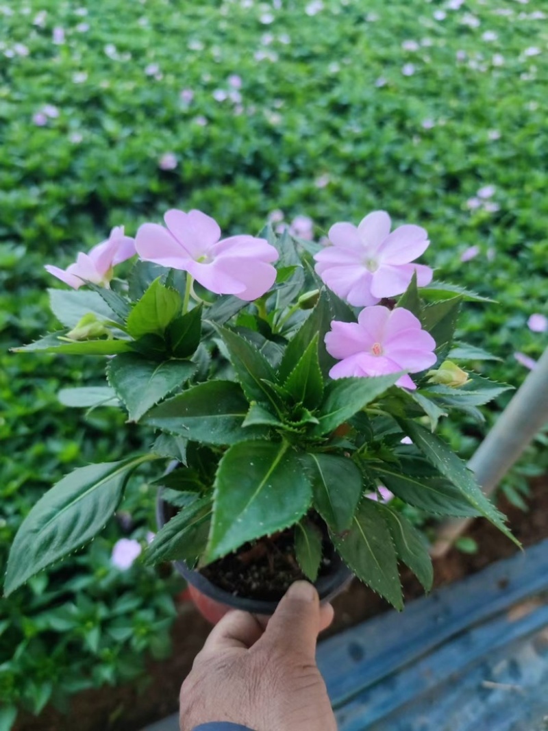 **凤仙，大杯苗，一手货源，基地直发，大量供应