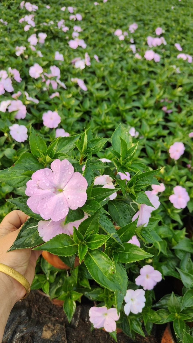 **凤仙，大杯苗，一手货源，基地直发，大量供应