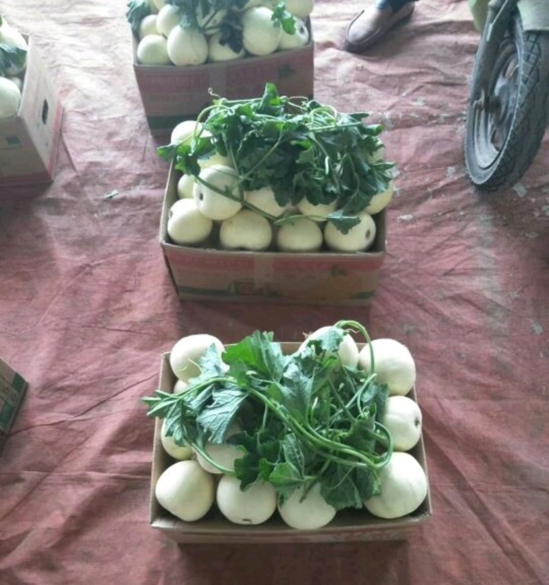 星甜十八，早雪，白玉甜瓜瓜，甜瓜，产地直发，一手货源