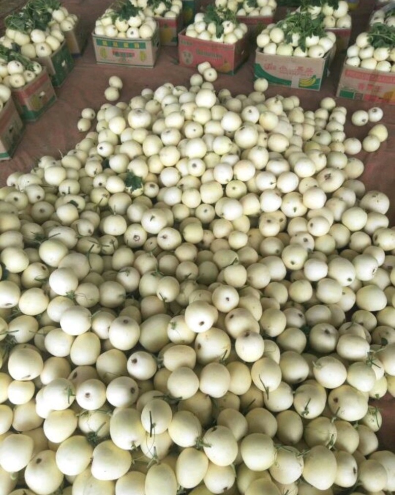星甜十八，早雪，白玉甜瓜瓜，甜瓜，产地直发，一手货源