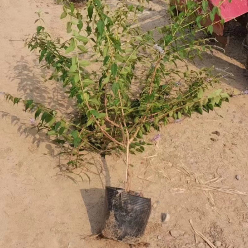 醉鱼草，基地直发，一手货源，大量供应