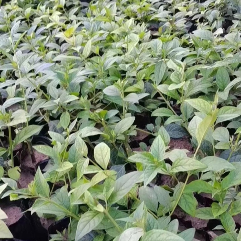 醉鱼草，基地直发，一手货源，大量供应