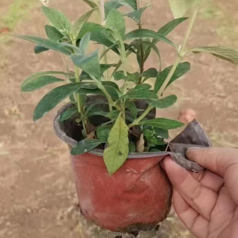 醉鱼草，基地直发，一手货源，大量供应