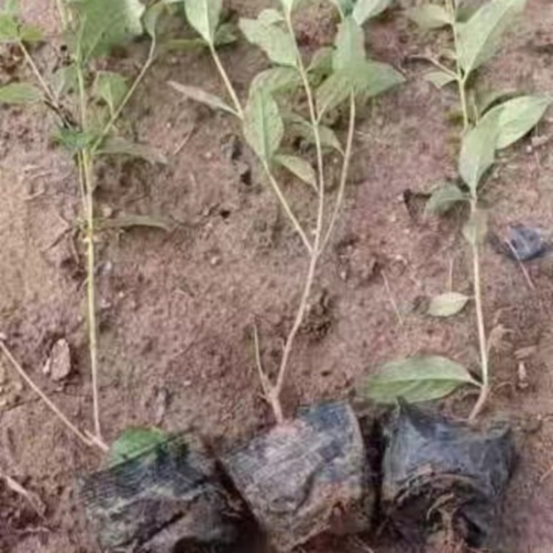 醉鱼草，基地直发，一手货源，大量供应